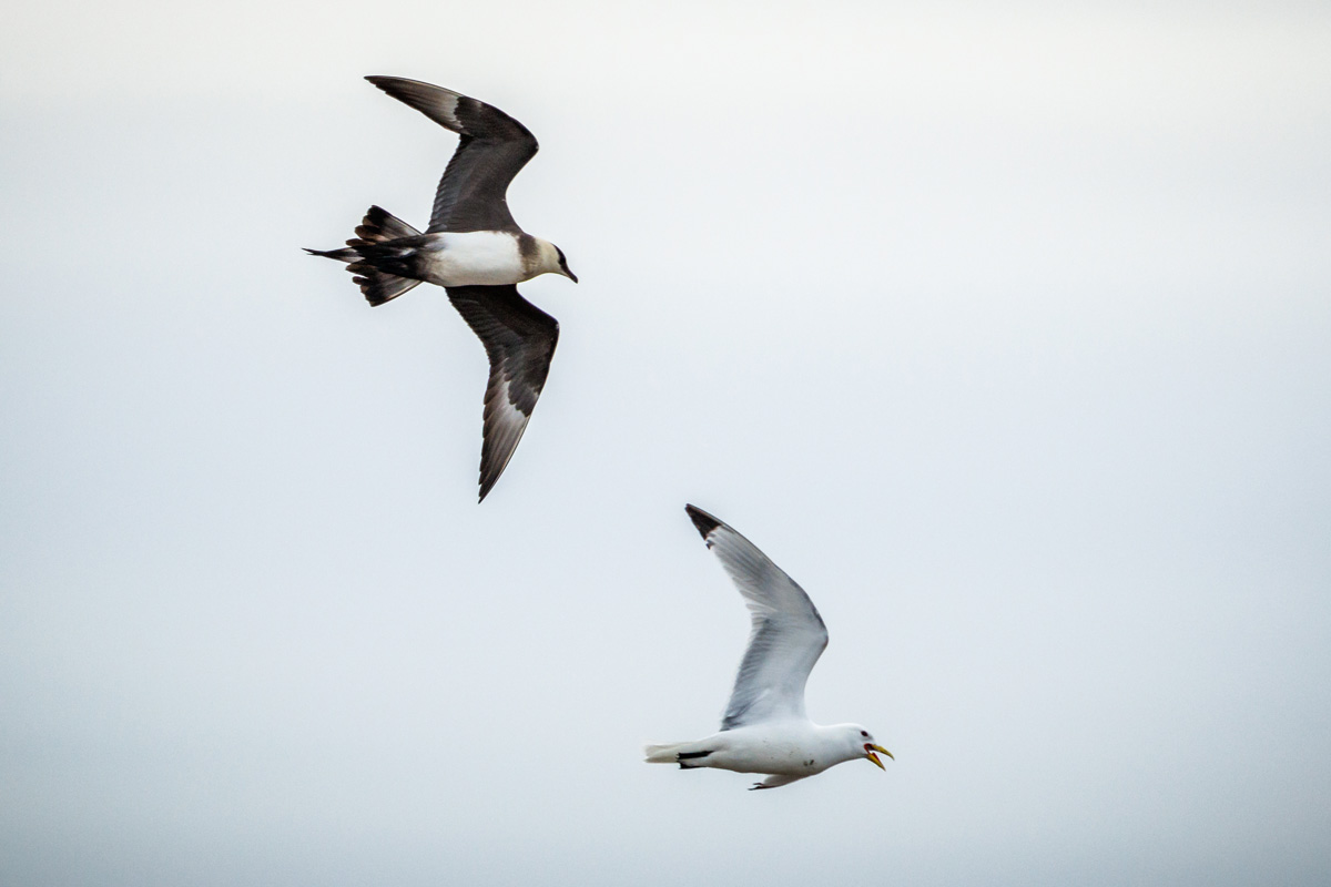 An Arctic skua and a gull flying near each other.