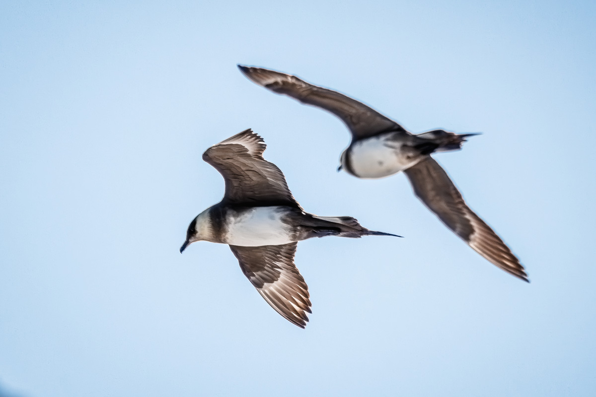 Two Arctic skuas flying close to each other.
