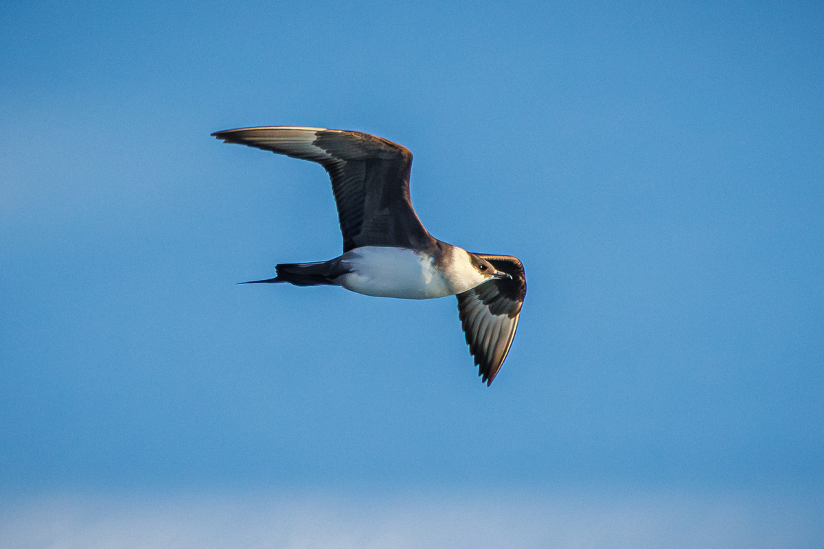 An Arctic skua soaring through the skies