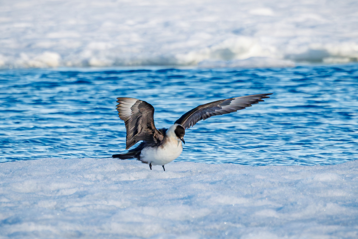 An Arctic skua landing on the ice with its wings spread.
