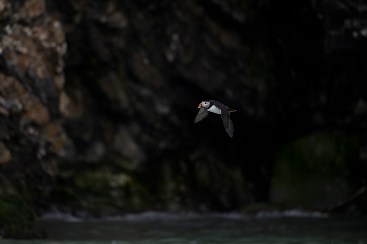 Atlantic puffin flying over the 14th July Glacier waters
