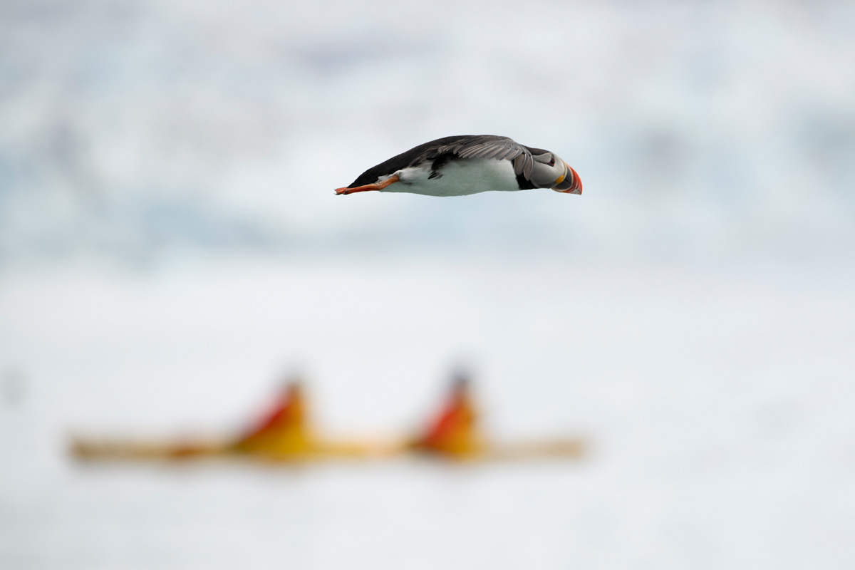 Atlantic puffin flying over the waters of Fjortende Julibukta and a guests kayaking in the water