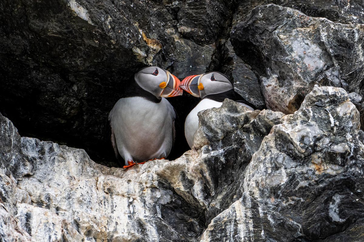 Two Atlantic puffins close to each other in Fjordtende Julibukta