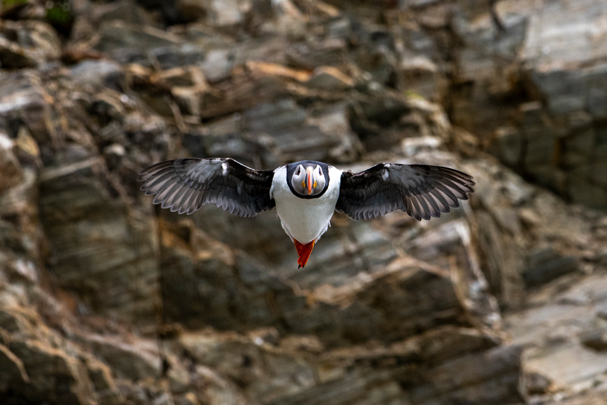 Atlantic puffin flying in Fjordtende Julibukta