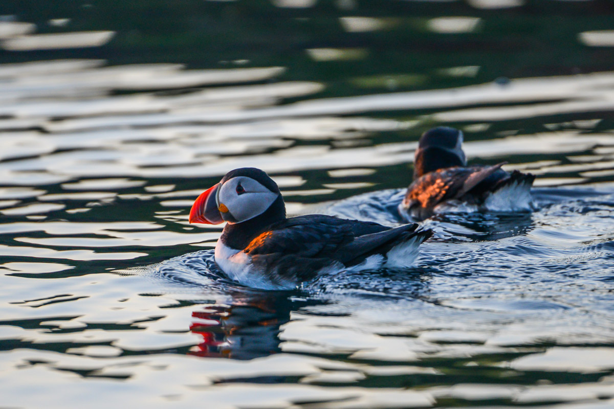 Atlantic puffins in the waters of Flatey, Iceland