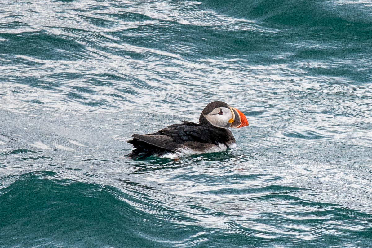 Atlantic puffin in the waters near Shetland, Scotland
