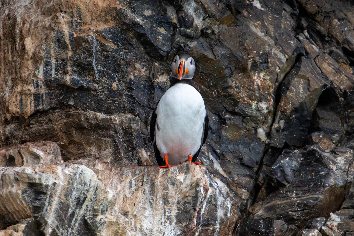 Atlantic puffin on a coastal cliff
