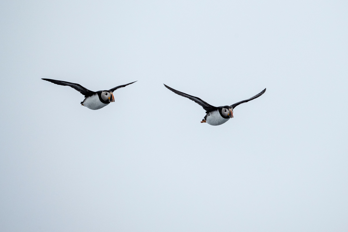 Atlantic puffins flying