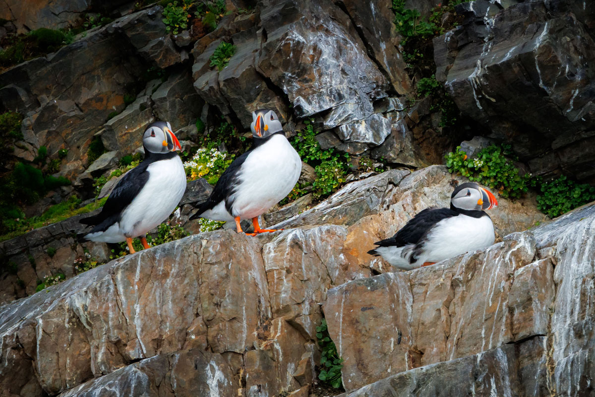 Three Atlantic puffins nesting in a cliff in Julybukta
