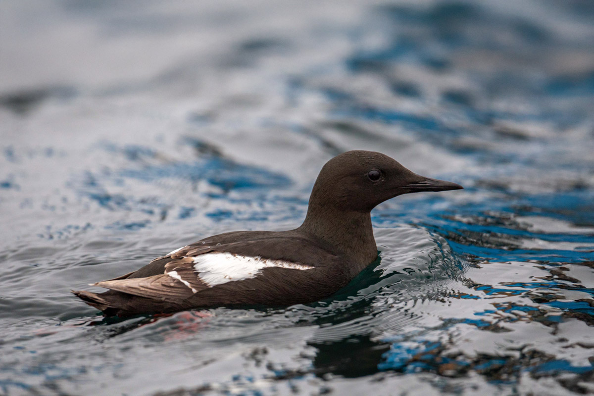 Black Guillemot in the Arctic waters