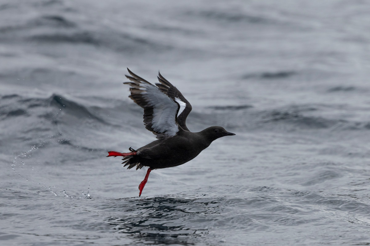Black guillemot flying around Lower Savage Islands