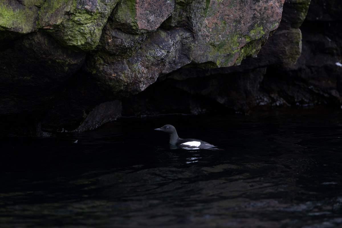 Black guillemot in the waters around Lower Savage Islands