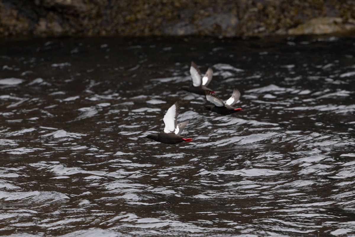 Three black guillemots flying over the cold sea at Lower Savage Islands