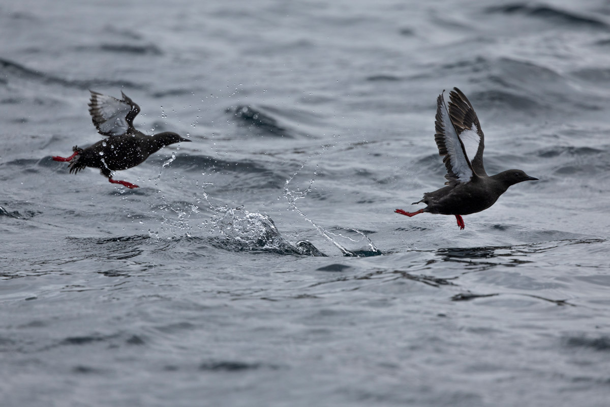 Two black guillemots flying over the Lower Savage Islands cold waters