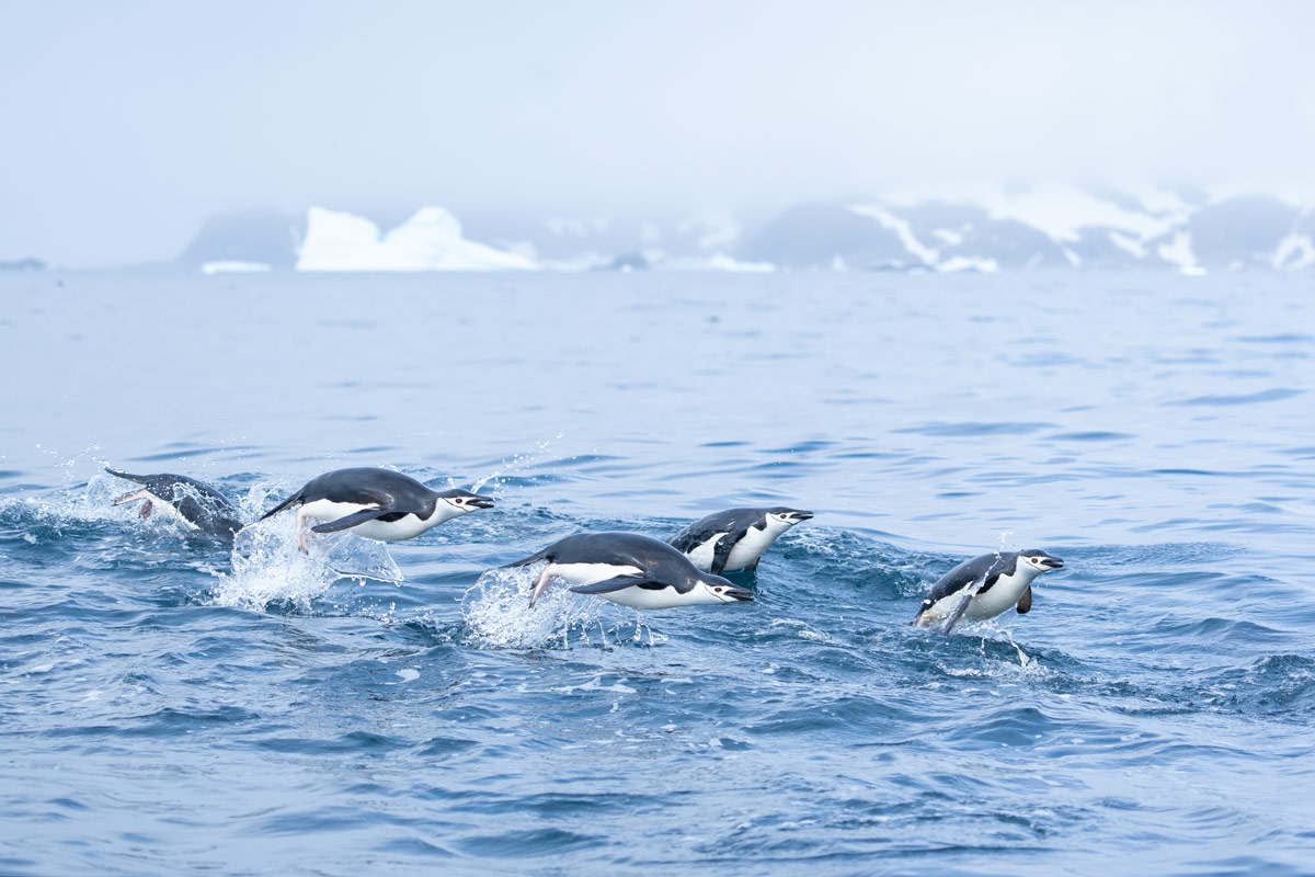 chinstrap penguins spotted jumping in cierra cove