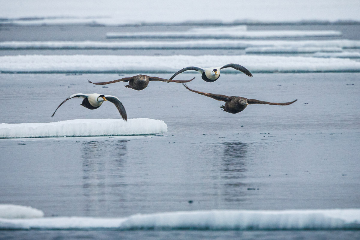 Common eiders flying over the cold Arctic sea