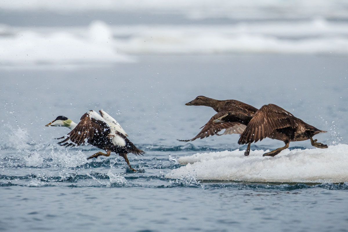 One male common eider flying with two female common eider