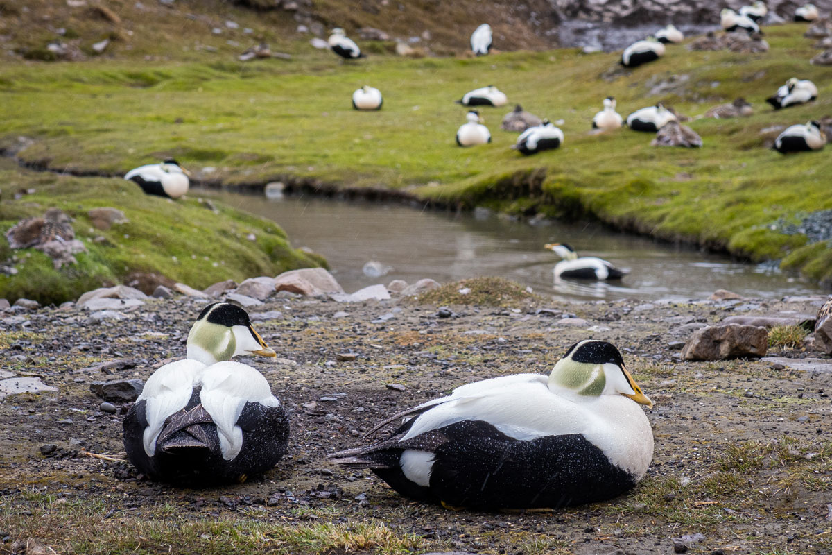 Male common eiders
