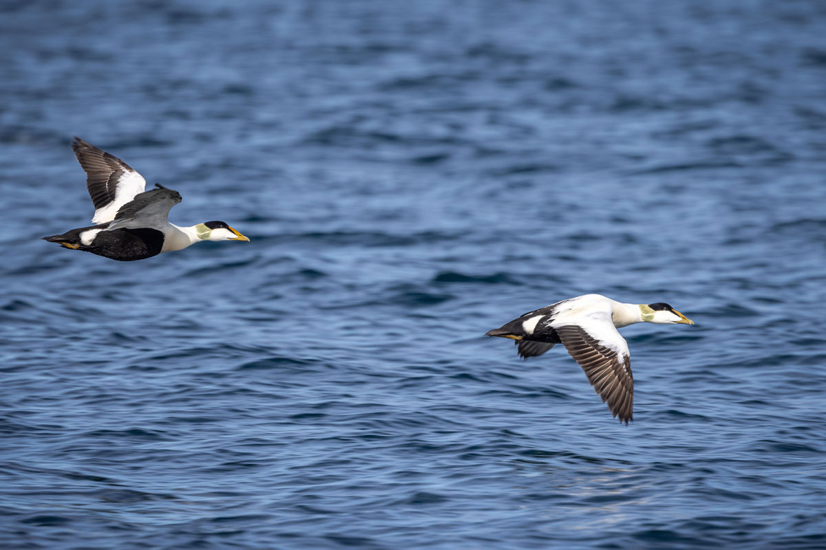 Two male common eider flying over the sea at Smeereburg