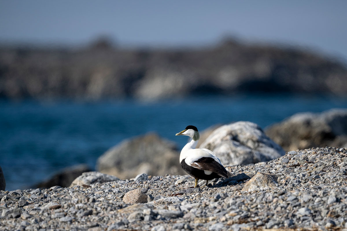Male common eider at Smeerenberg