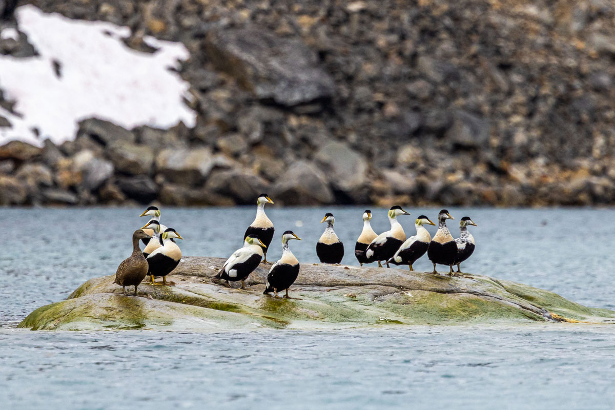 Many male common eider with one female common eider in Hamiltonbukta