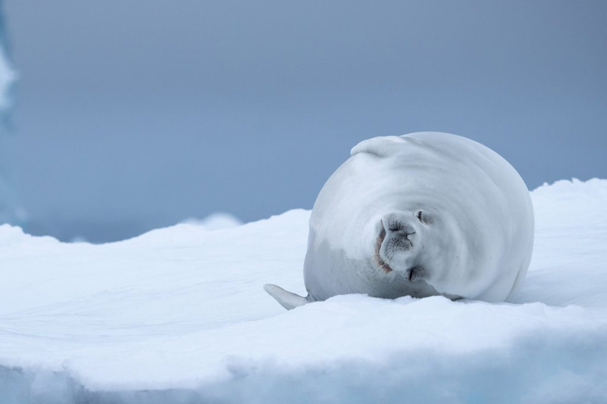 Crabeater seal resting in the ice