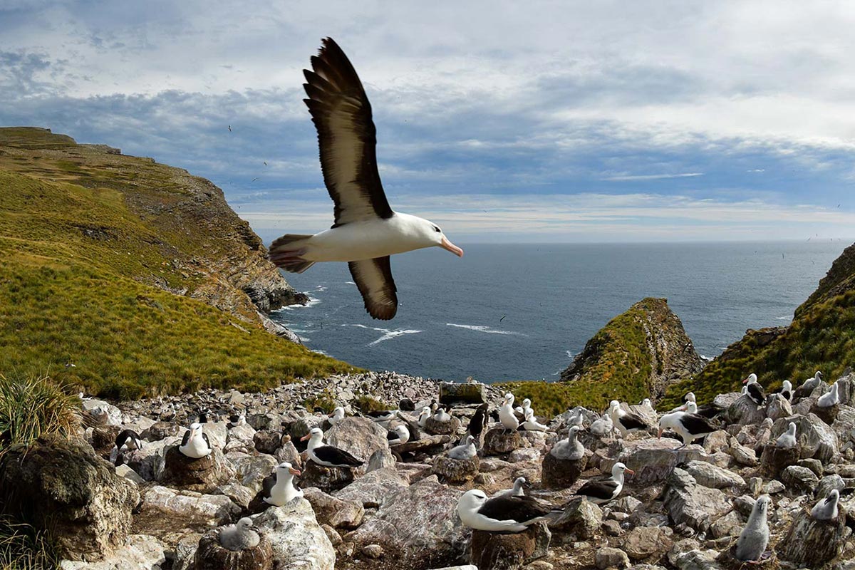 falklands-bird