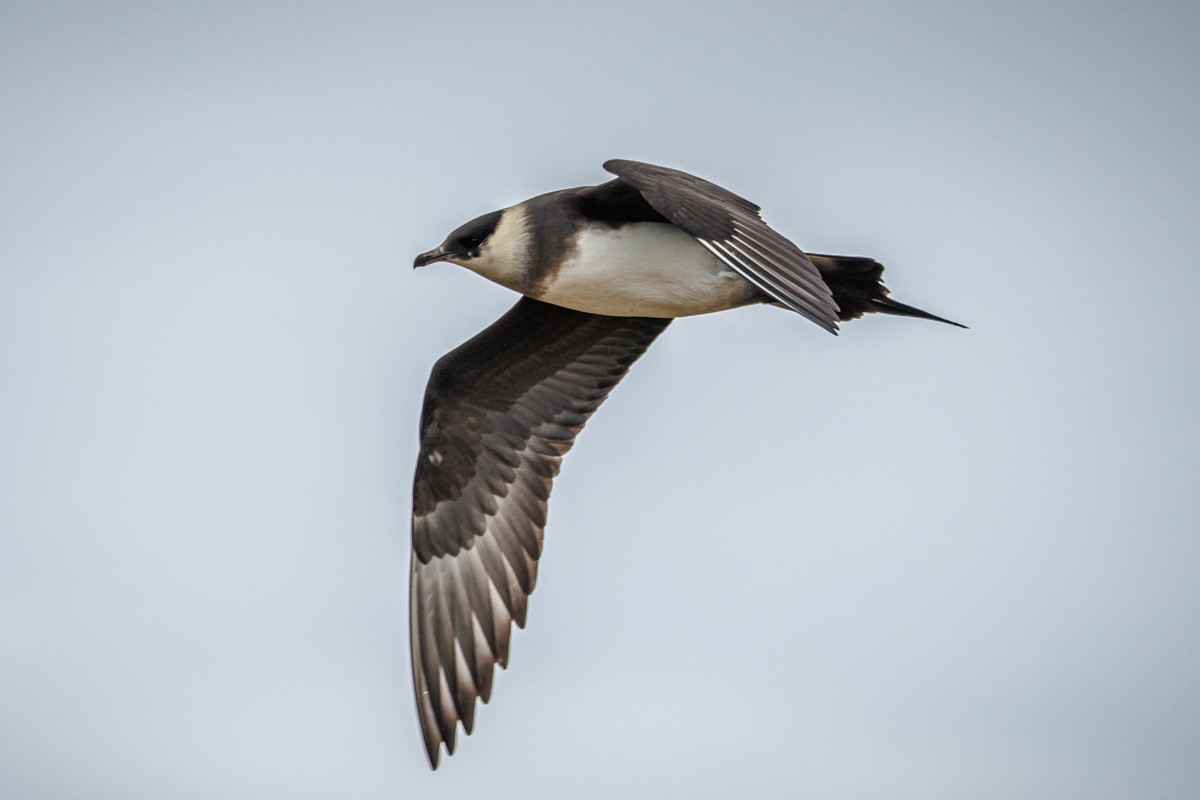 An Arctic skua soaring through the skies