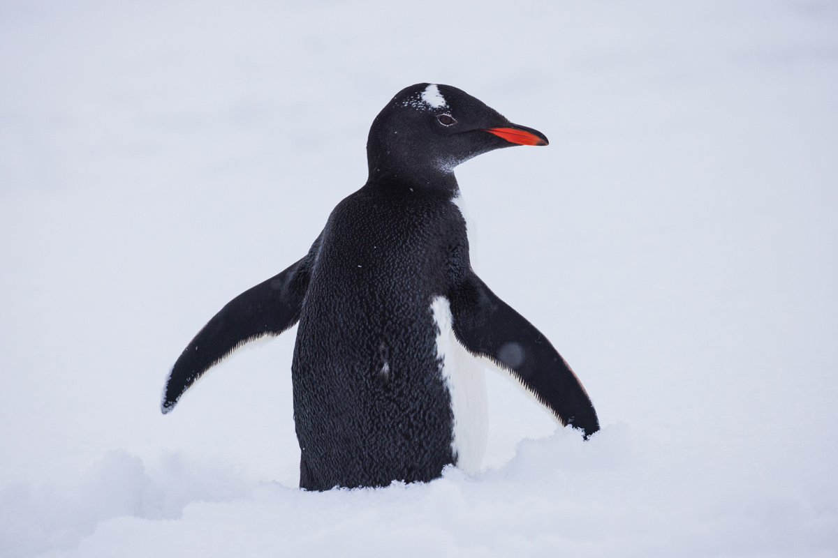 gentoo penguin