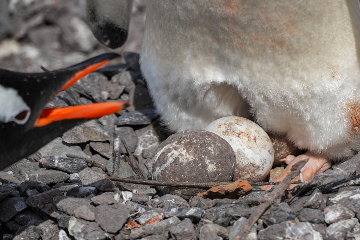 gentoo penguin nest 