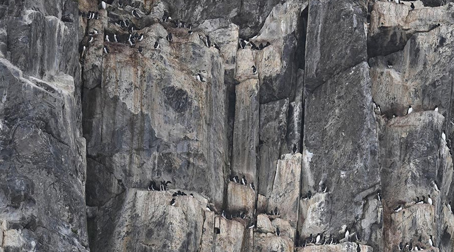 guillemot-cliff-svalbard-short