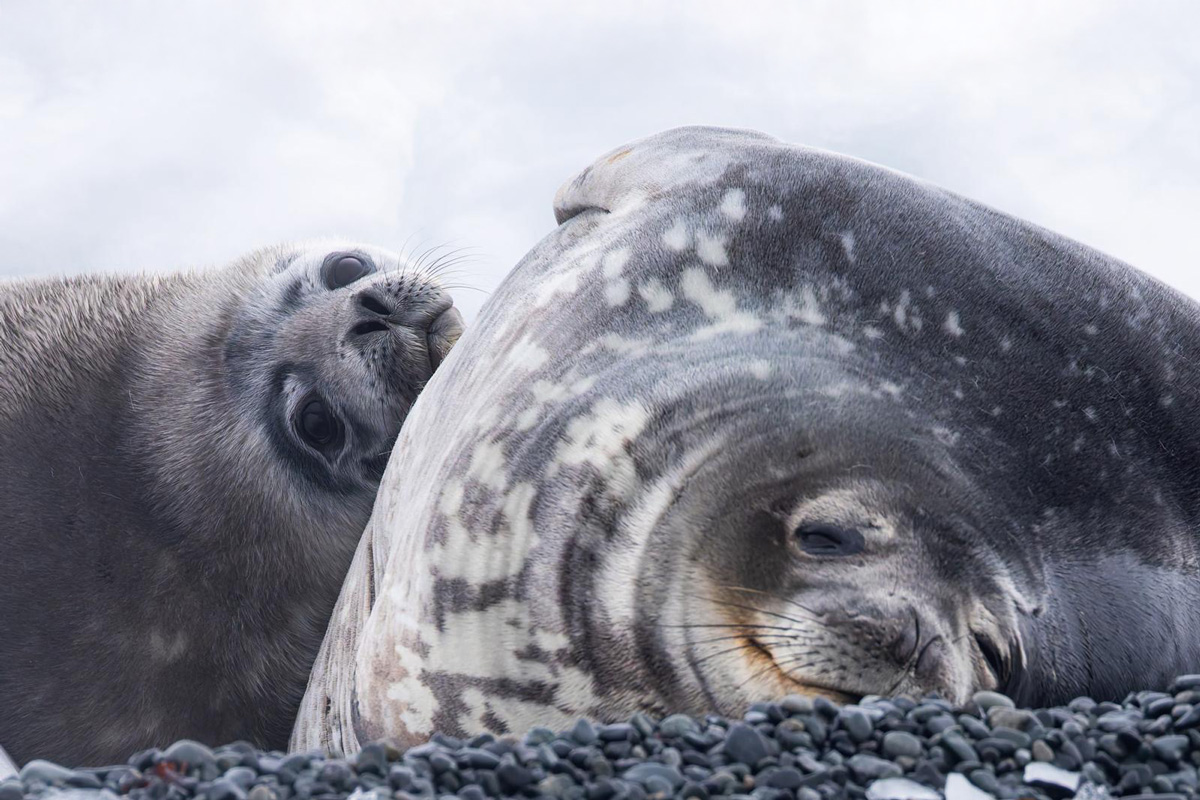 Two weddell seals close to each other at Half Moon Island.