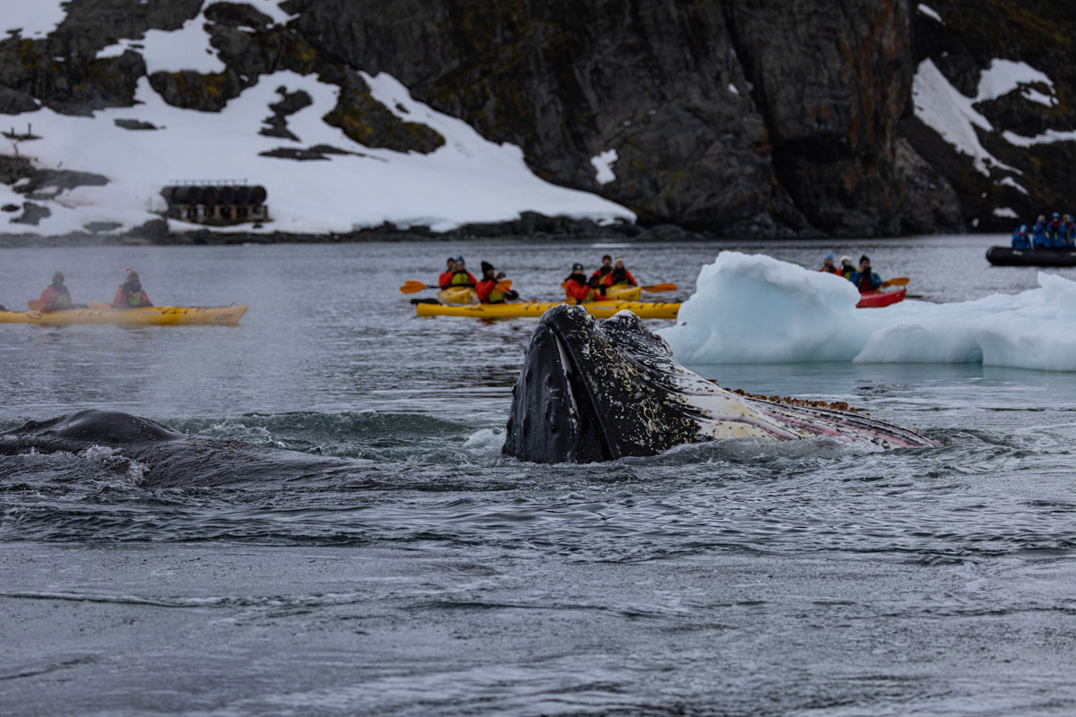 Humpback Whale spotted by one of our zodiacs