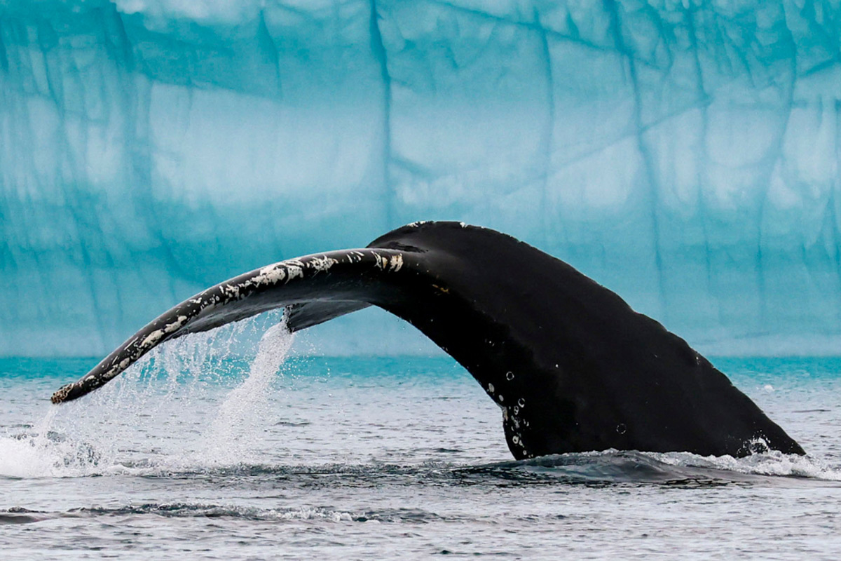 Humpback Whale tail 