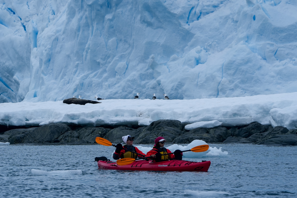Weddell seal sighted while guests are kayaking at Danco Island