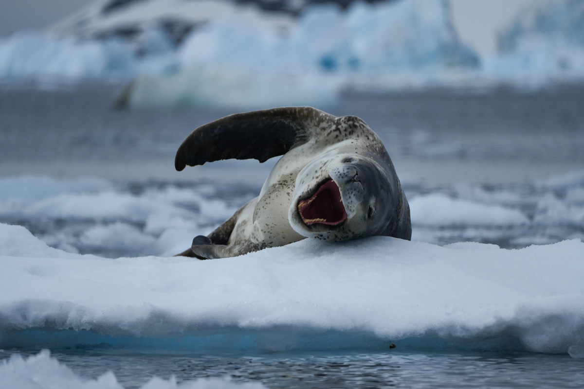 leopard seal in the ice 