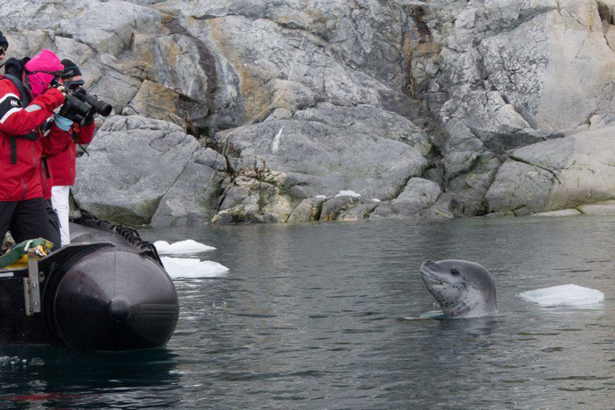 leopard seal spotted by our guests