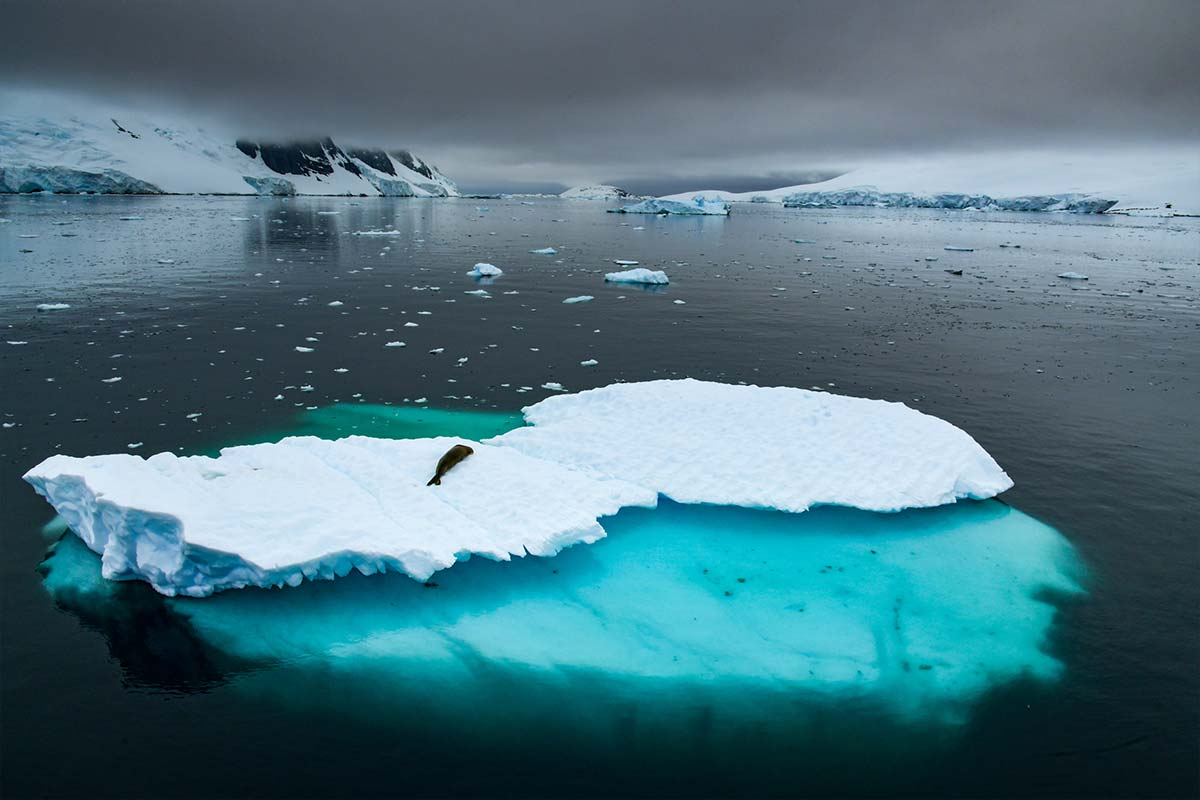 lone-seal-on-iceberg-dark-waters