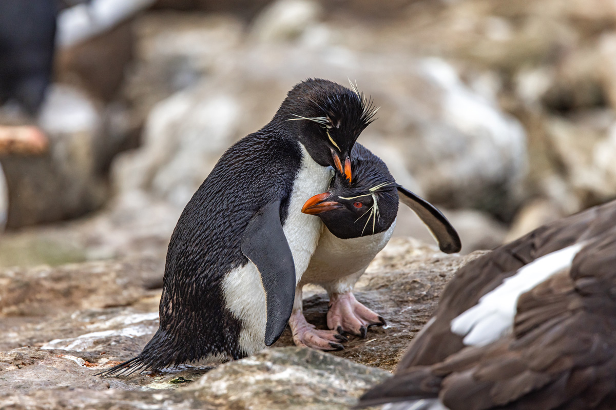 macaroni-penguin-west-point-falkland-islands(2)