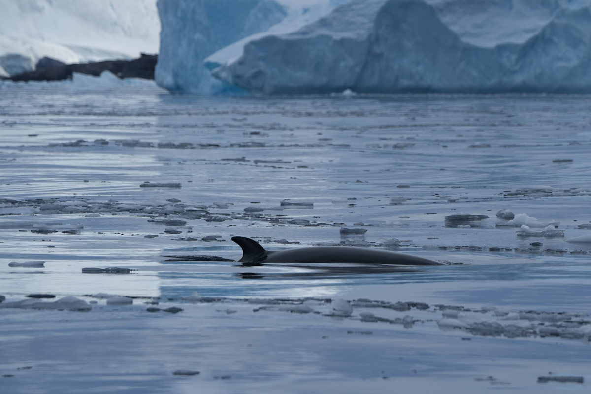 minke whale spotted in the sea
