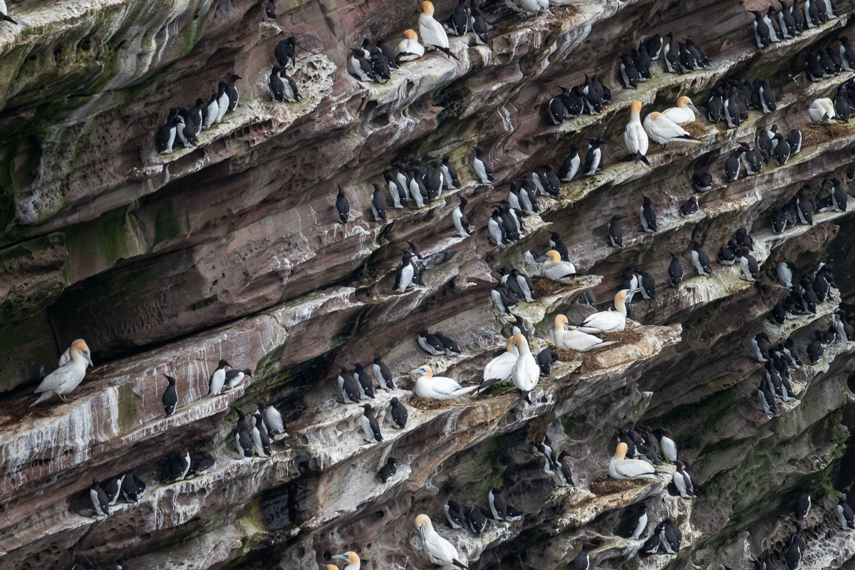 Northern Gannet and guillemots together on a coastal cliff