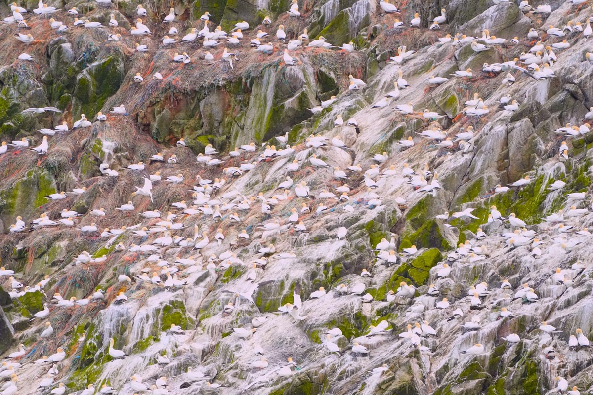 Colony of Northern gannets