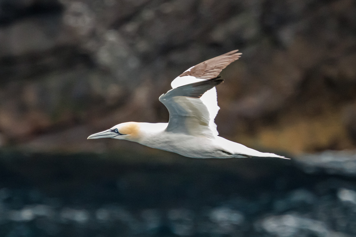 Northern Gannet | Polar Latitudes Expeditions