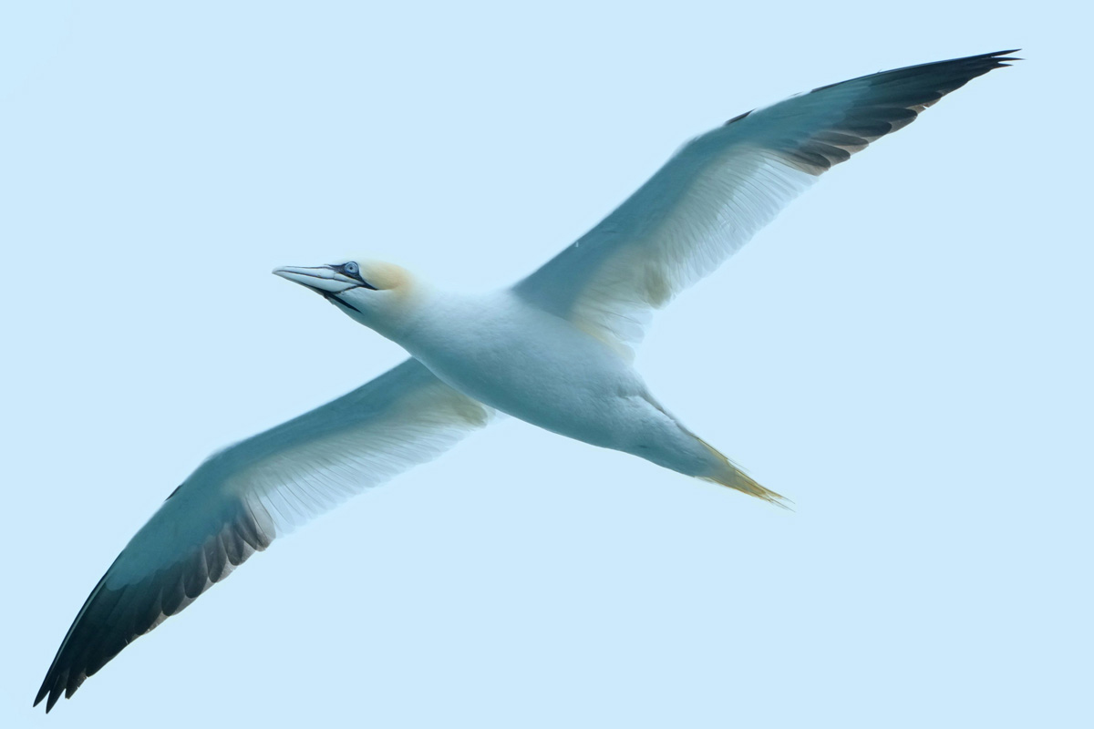 Northern gannet in the sky flying