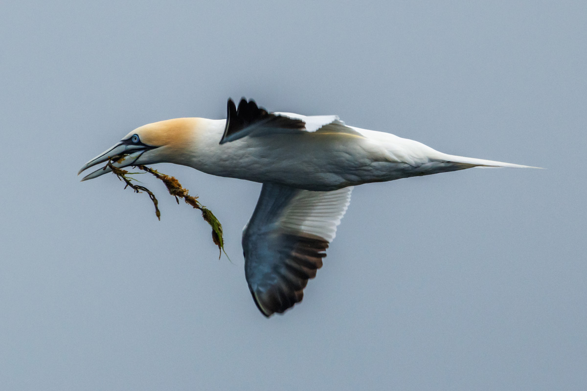 Northern gannet flying and holding food in their beak