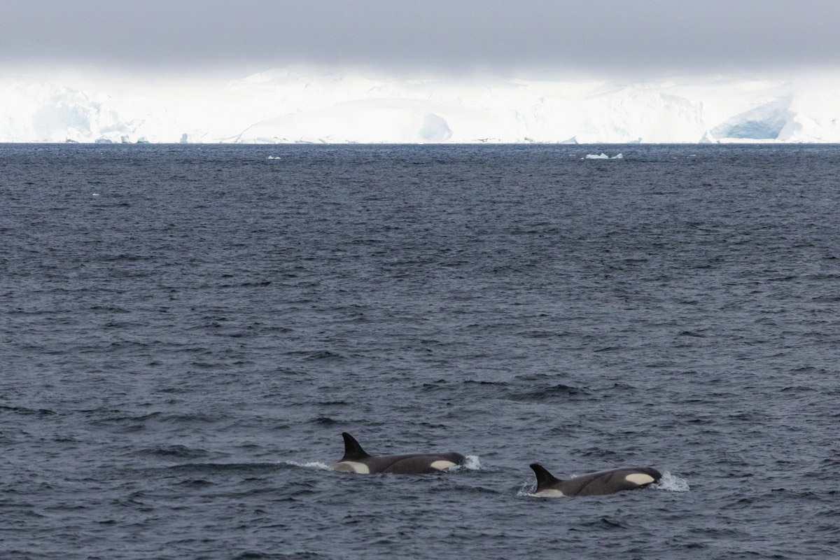 Orca Pod swimming close to each other