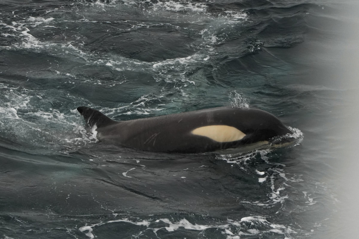 Orca in the sea