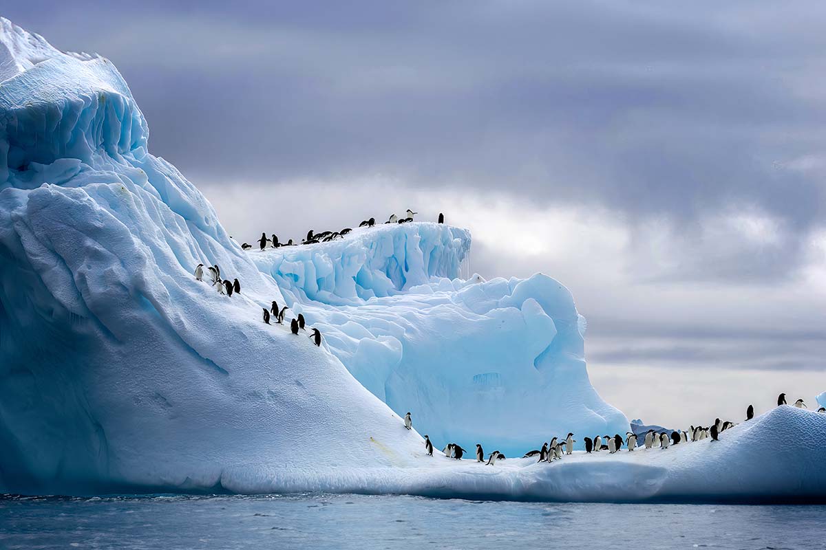 penguins-on-iceberg