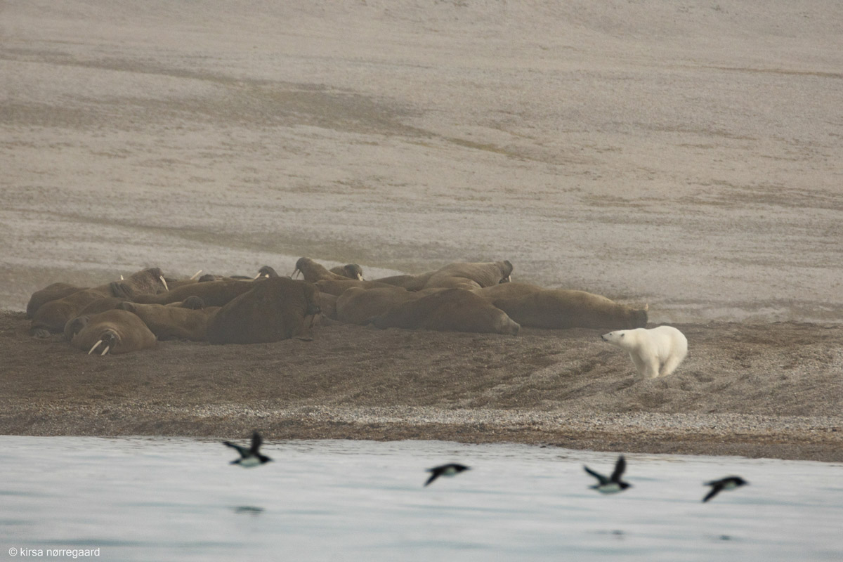 polar bear surrounded by walruses