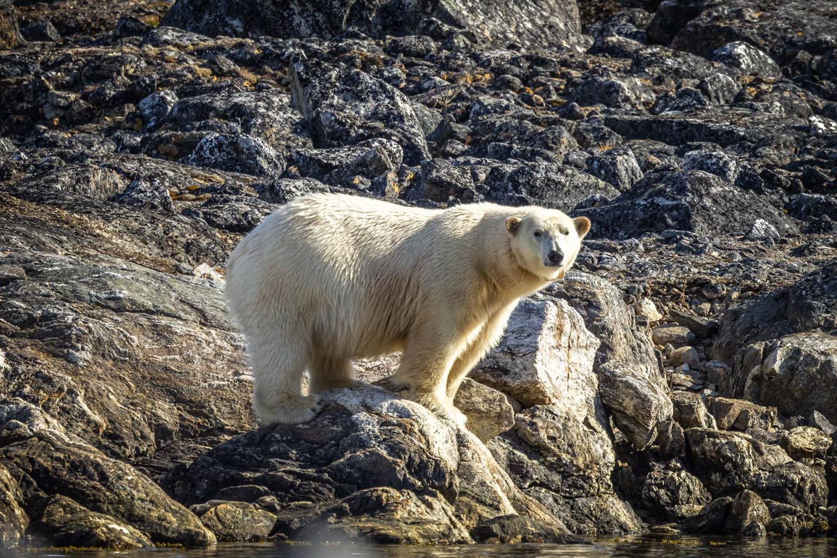 Polar bear in Smeerenburg, Svalbard